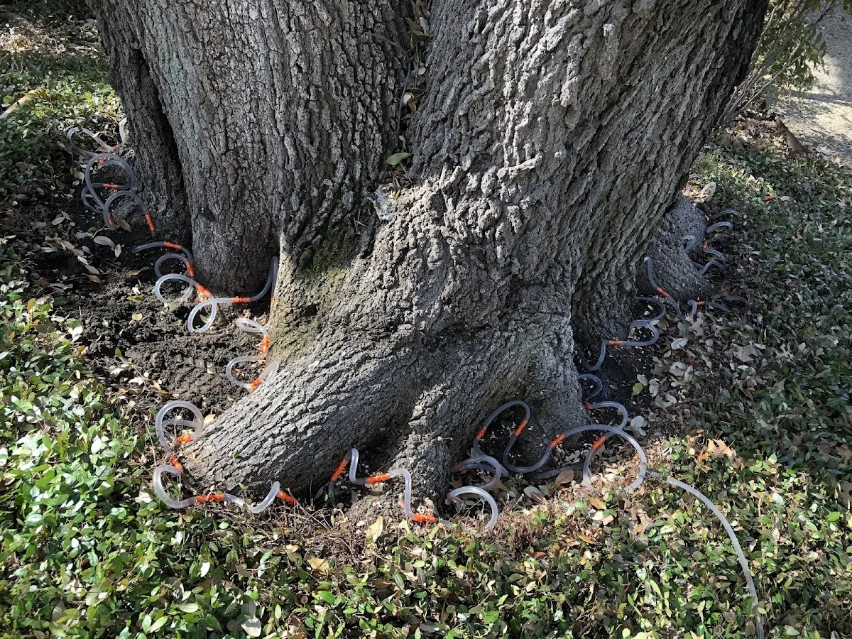 Detailed Tree Cabling and Bracing job site in Saint Boniface