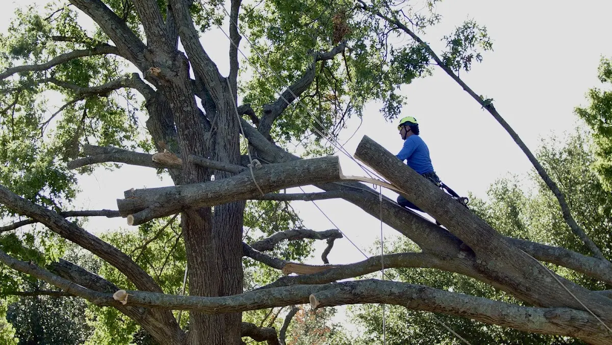 Professional Hazardous Tree Removal performed by certified arborists in Saint Boniface