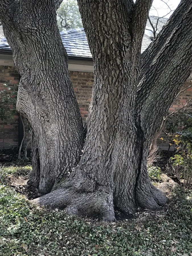 Mature heritage tree close to a Saint Boniface property cared for by certified arborists